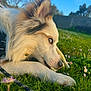 Bunti participe au concours pour gagner de l'argent avec cette photo : dog, blue_eyes, bone, grass, flower, outdoor, daylight, fur, pet, animal, closeup, nature, leash, snout, paw, sky, collar, chewing, playful, background