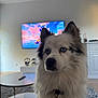 dog, indoor, living_room, television, table, remote_control, carpet, furniture, pet_collar, blue_eyes, white_fur, gray_fur, ears, fur, domestic_animal, house, modern, reflection, quiet, attentive