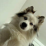 Bunti participe au concours pour gagner de l'argent avec cette photo : dog, fluffy, blue_eyes, curious, indoor, window, white_fur, black_spots, pet, animal, canine, portrait, close_up, soft_light, head_tilt, furry, companion, cute, domestic, friendly