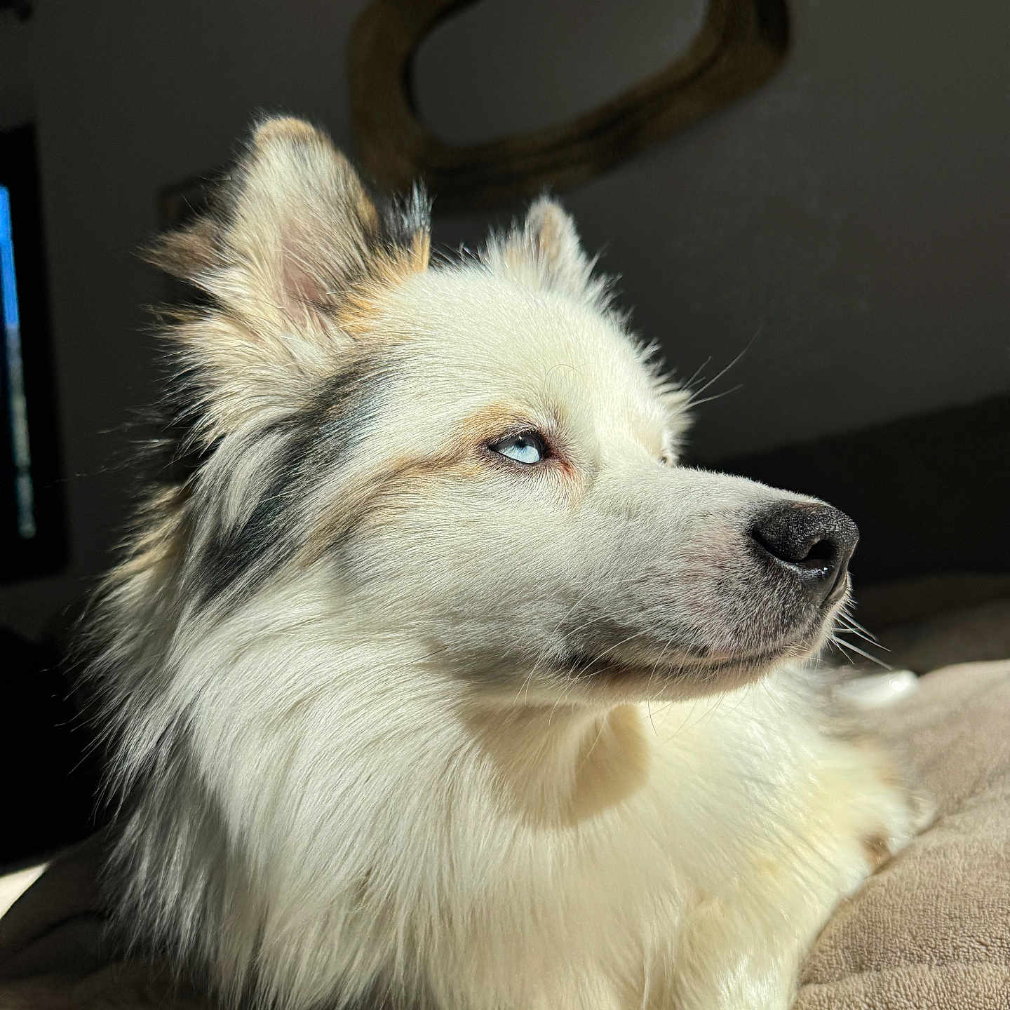 Bunti participe au concours pour gagner de l'argent avec cette photo : animal, blanket, blue_eyes, calm, canine, close_up, cozy, dog, ear, fluffy, fur, indoor, muzzle, nose, pet, portrait, relaxed, side_view, sunlight, whiskers