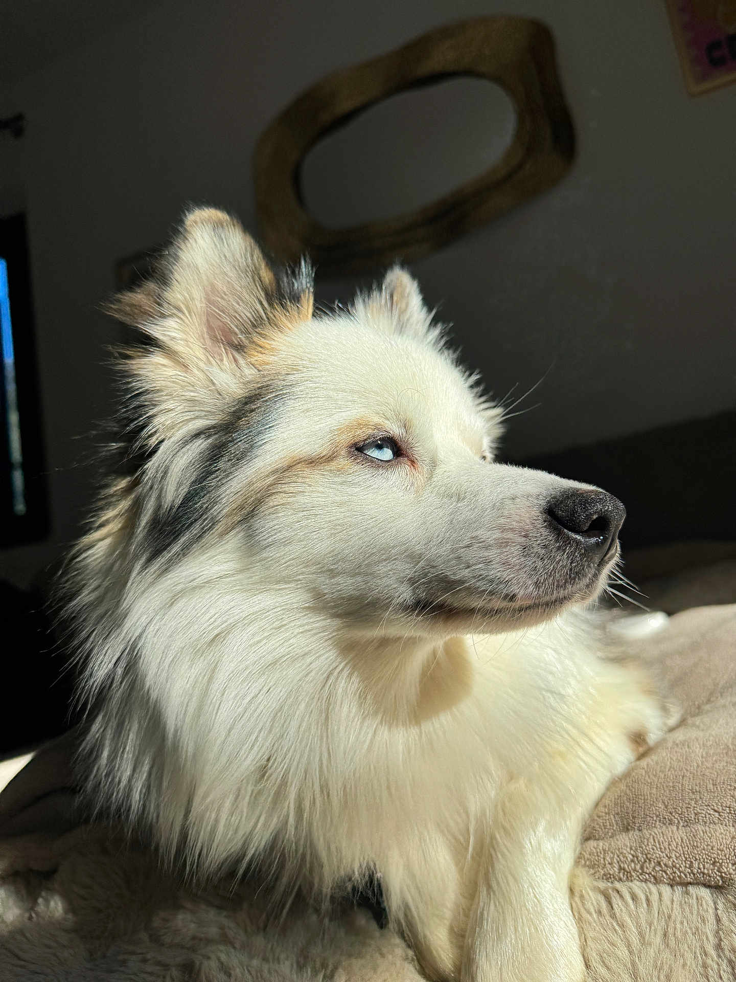 Bunti participe au concours pour gagner de l'argent avec cette photo : dog, fluffy, blue_eyes, sunlight, portrait, close_up, pet, canine, indoor, cozy, blanket, fur, side_view, relaxed, animal, muzzle, whiskers, ear, nose, calm