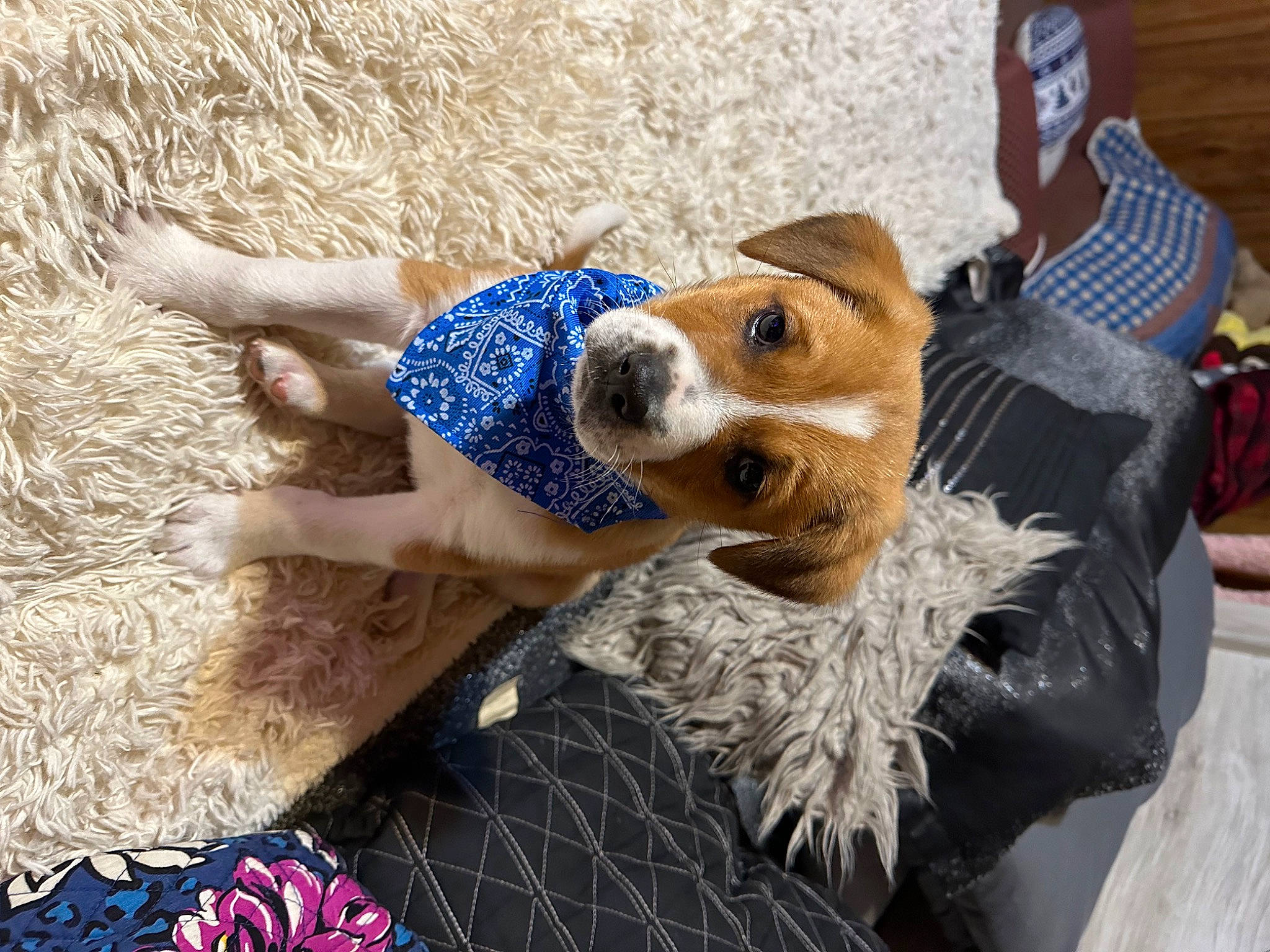 Ranger joined the competition — help win amazing prizes! canidae, carnivore, companion_dog, dog, dog_breed, dog_clothes, fawn, fun, fur, grass, hat, mammal, sitting, soil, sporting_group, sun_hat, sunglasses, toy, vertebrate, working_animal