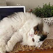 Ollie is registered to the contest to win money with this photo: amber_eyes, brown, cat, cozy, cute, face, fluffy, fur, green_plant, home, indoor, laptop, lounging, pet, potted_plant, relaxed, table, white, wooden_surface, woven_mat