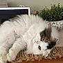 amber_eyes, brown, cat, cozy, cute, face, fluffy, fur, green_plant, home, indoor, laptop, lounging, pet, potted_plant, relaxed, table, white, wooden_surface, woven_mat
