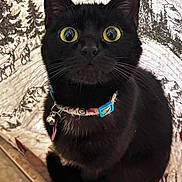 Sushi joined the competition — help win amazing prizes! animal, bell, black_cat, cat, close_up, collar, curious, cute, decorative_background, feline, indoor, pet, portrait, reindeer, sitting, tile_floor, trees, whiskers, wide_eyes, winter_theme