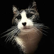 Gordo joined the competition — help win amazing prizes! cat, tuxedo_cat, close_up, whiskers, green_eyes, black_background, animal, pet, feline, portrait, mammal, fur, face, nose, ears, looking_away, indoor, domestic_cat, cute, soft_light