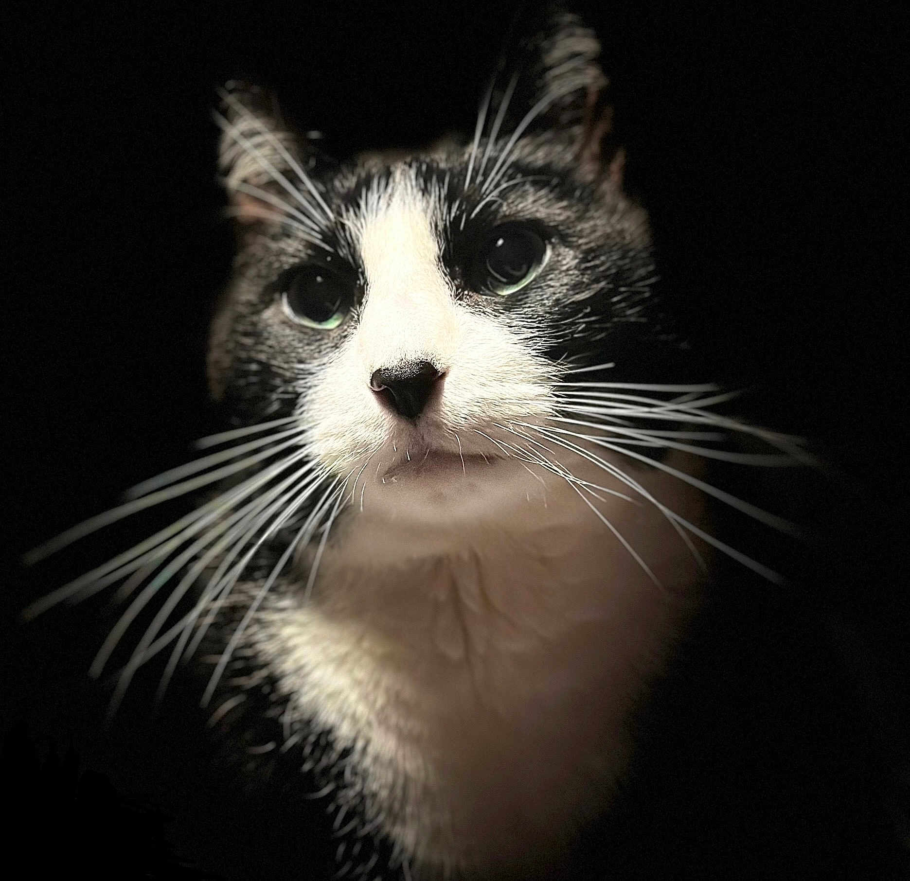 Gordo joined the competition — help win amazing prizes! cat, tuxedo_cat, close_up, whiskers, green_eyes, black_background, animal, pet, feline, portrait, mammal, fur, face, nose, ears, looking_away, indoor, domestic_cat, cute, soft_light