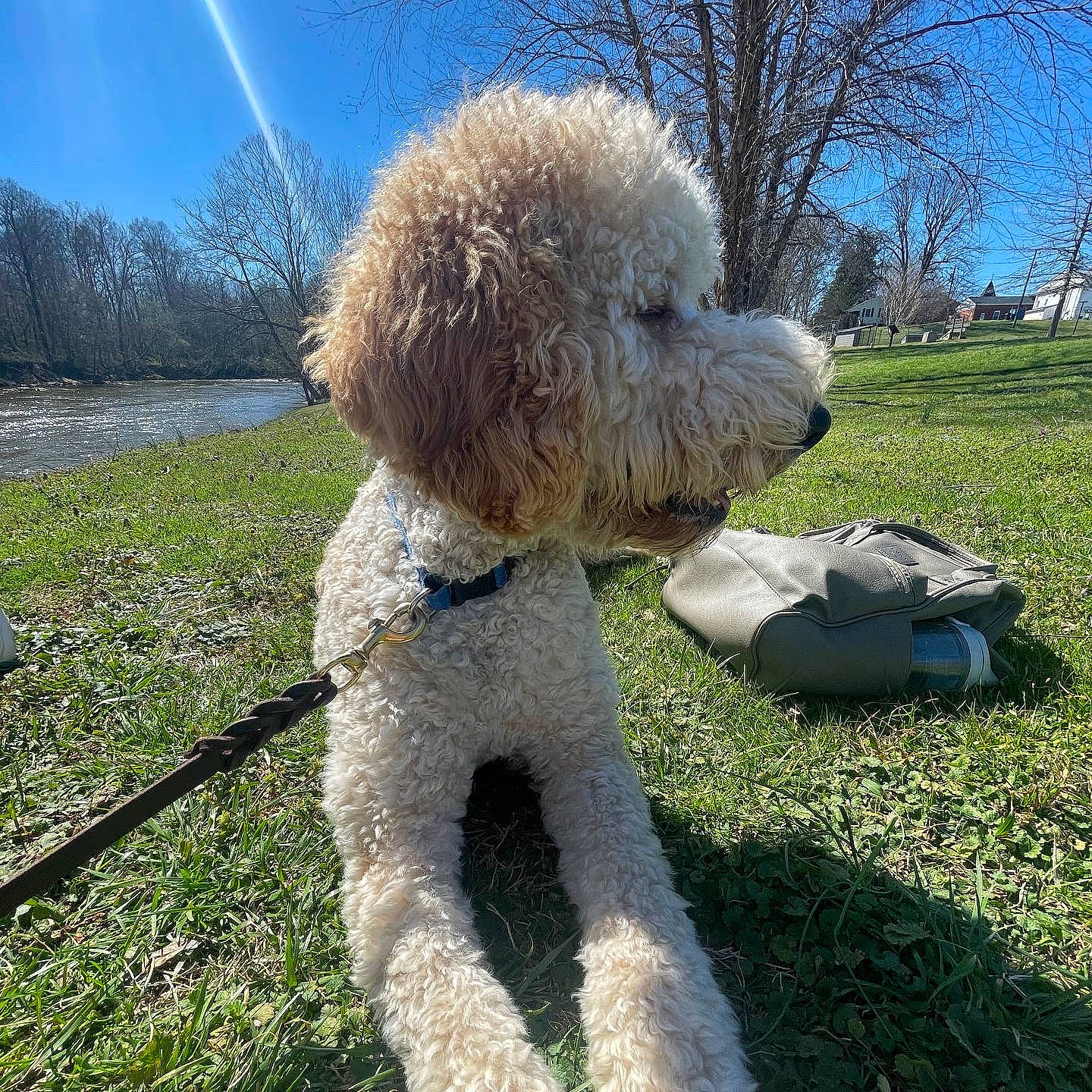 Cruze joined the competition — help win amazing prizes! canidae, carnivore, companion_dog, dog, dog_breed, dog_collar, grass, labradoodle, plant, poodle, shrub, sky, small_terrier, snout, sporting_group, terrier, toy_dog, tree, water_dog, wire_hair_fox_terrier