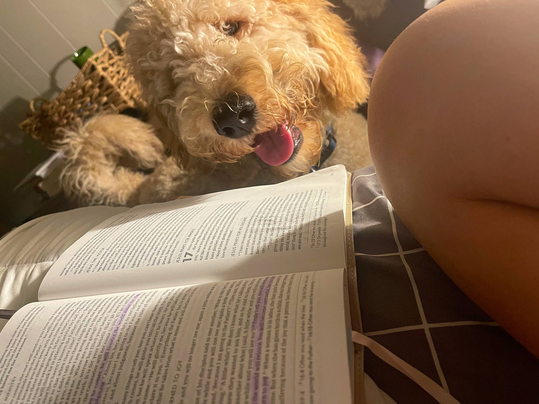 Cruze is registered to the contest to win money with this photo: carnivore, comfort, companion_dog, dog, dog_breed, eyewear, fawn, fur, glasses, labradoodle, linens, poodle, small_terrier, snout, stuffed_toy, terrier, toy, toy_dog, water_dog, working_animal