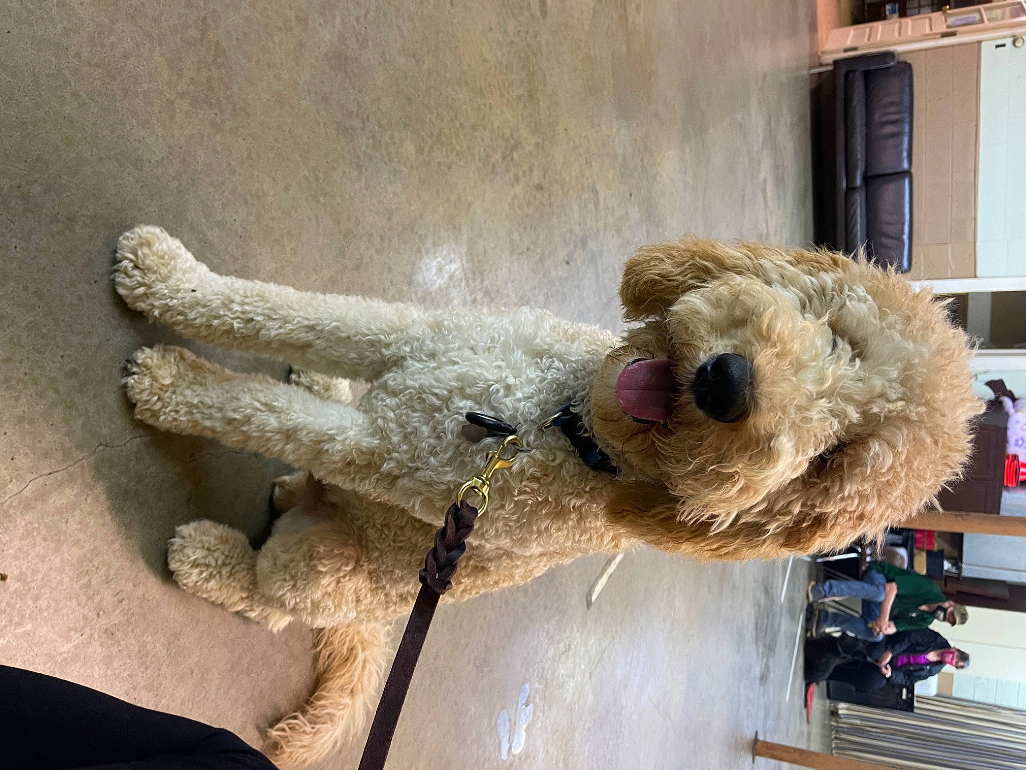 Cruze is registered to the contest to win money with this photo: car, carnivore, fawn, fur, natural_material, plush, snout, sporting_group, stuffed_toy, teddy_bear, toy, vehicle, window, wood