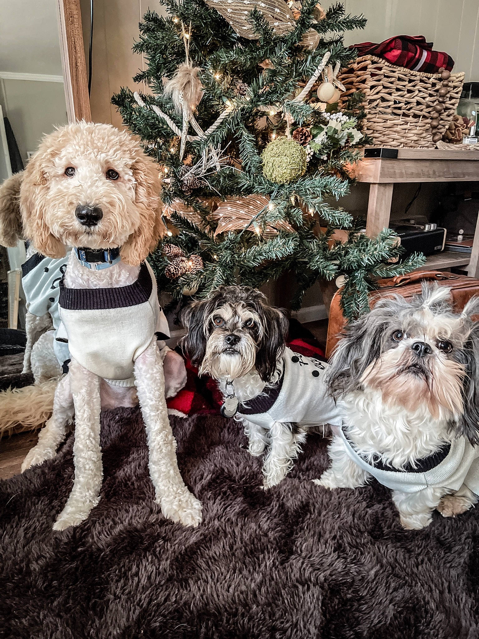 Axel joined the competition — help win amazing prizes! carnivore, christmas, christmas_decoration, christmas_ornament, christmas_tree, companion_dog, dog, dog_breed, dog_clothes, dog_collar, dog_supply, event, fawn, fur, mammal, snout, sporting_group, standard_schnauzer, toy_dog, vertebrate