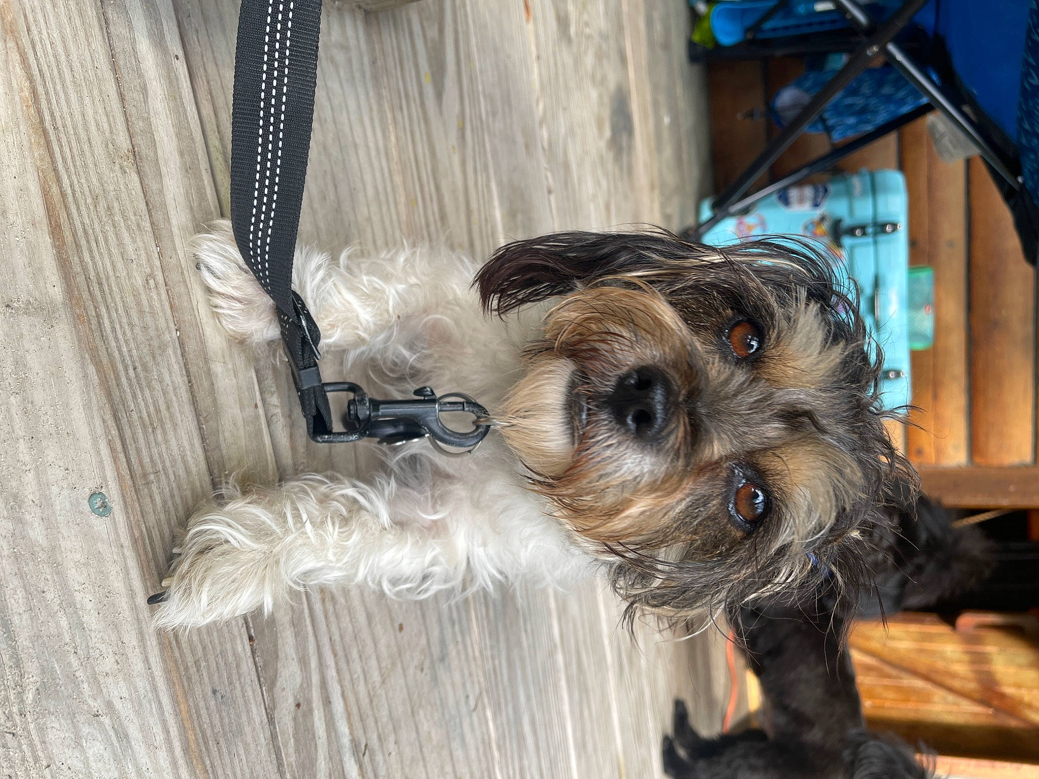 Axel is registered to the contest to win money with this photo: biewer_terrier, canidae, carnivore, companion_dog, dog, dog_breed, dog_supply, fawn, flooring, fur, hardwood, pet_supply, small_terrier, snout, sporting_group, toy_dog, wood, working_animal