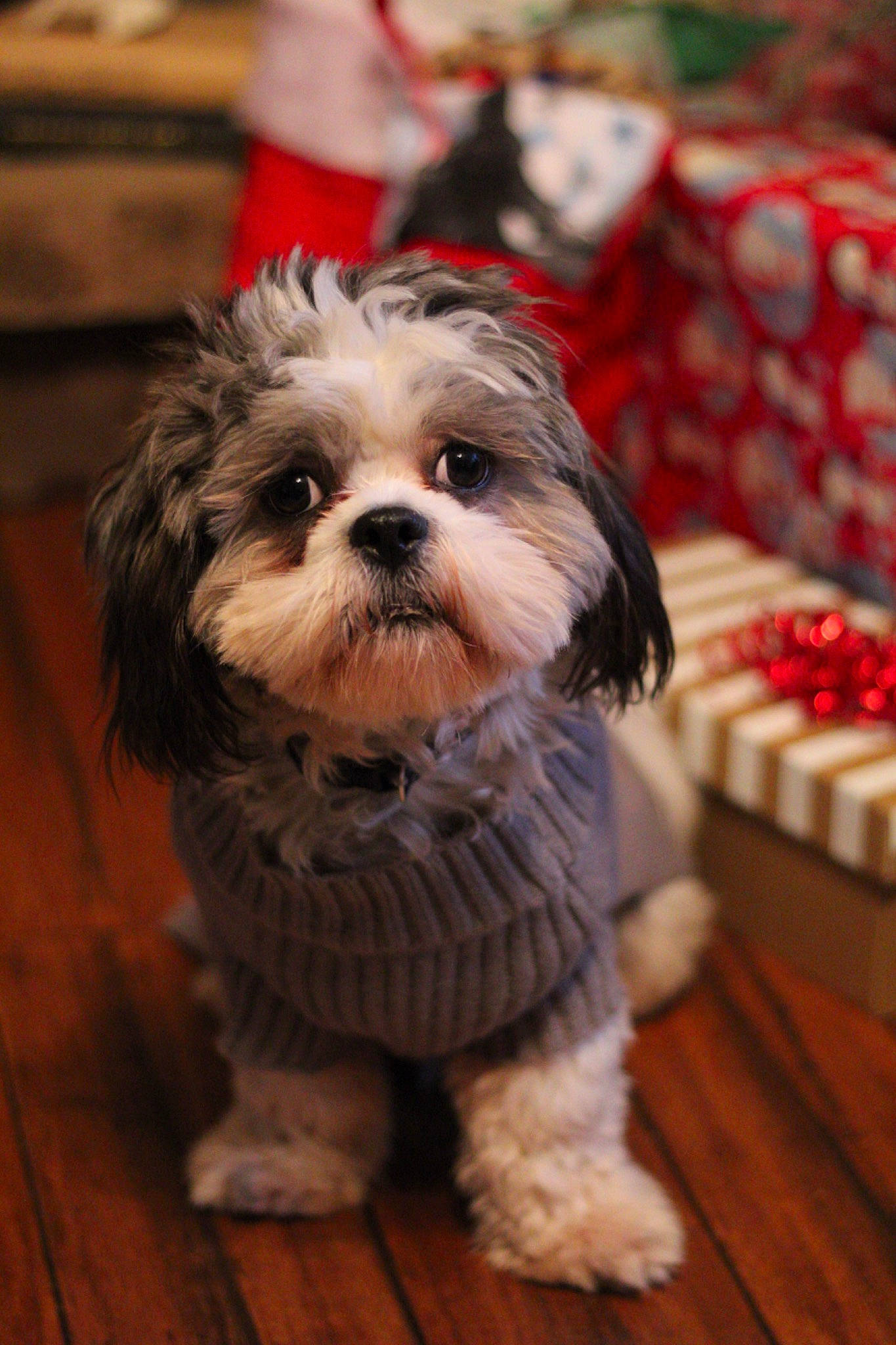 Ryder is registered to the contest to win money with this photo: biewer_terrier, carnivore, cockapoo, companion_dog, dog, dog_breed, flooring, fur, hardwood, liver, plank, puppy_love, small_terrier, snout, sporting_group, terrier, toy_dog, whiskers, wood, working_animal