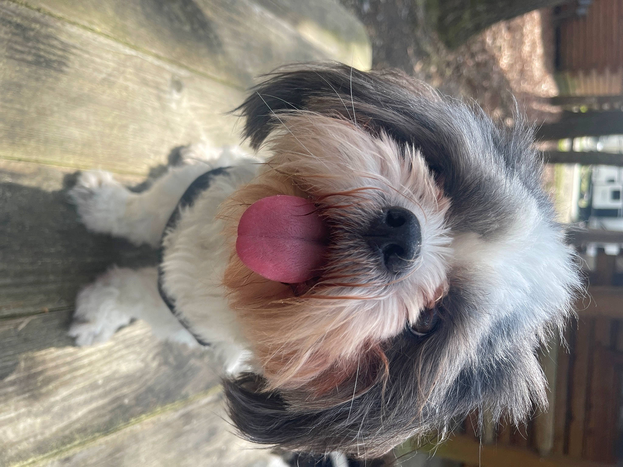 Ryder joined the competition — help win amazing prizes! cameras_optics, canidae, carnivore, close_up, collar, companion_dog, dog, dog_breed, dog_supply, fawn, head, mammal, snout, sporting_group, stuffed_toy, toy, toy_dog, vertebrate, whiskers, working_animal