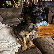 Toby is registered to the contest to win money with this photo: dog, puppy, small_dog, brown_couch, blanket, christmas_tree, ornaments, plush_toy, holiday, indoor, wooden_floor, curtains, furniture, pet, ears_up, alert, cute, fur, sitting, living_room