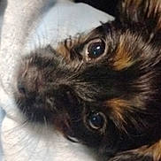 Toby joined the competition — help win amazing prizes! dog, close_up, pet, fur, eyes, resting, fabric, cozy, animal, cute, portrait, small_dog, indoor, soft_light, brown, black, whiskers, snout, relaxed, companion