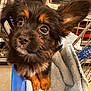 puppy, dog, shopping_cart, towel, brown, black, fur, ears, eyes, cute, pet, indoor, store, metal, curious, small, animal, close_up, face, soft