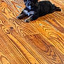 Toby is registered to the contest to win money with this photo: puppy, dog, black_fur, brown_fur, fluffy, wooden_floor, flooring, pet, animal, cute, lying_down, one_ear_up, indoor, curious, small_dog, young_dog, domestic_animal, fur, looking_at_camera, paw