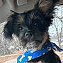 Toby joined the competition — help win amazing prizes! puppy, dog, bandana, blue, bones, car_interior, window, raindrops, hand, black, tan, fur, cute, pet, animal, portrait, closeup, ears, nose, outdoor_view