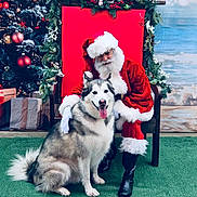 Fenrir is registered to the contest to win money with this photo: santa_claus, dog, husky, christmas, holiday, festive, wreath, decorations, red, white, green, chair, smile, tongue_out, fur, glasses, boots, gift_boxes, tree, background