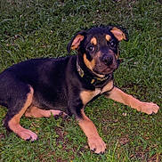 Hillbilly is registered to the contest to win money with this photo: puppy, dog, grass, outdoor, pet, animal, black, tan, collar, lying_down, cute, young, canine, nature, greenery, fur, ears, eyes, paw, portrait