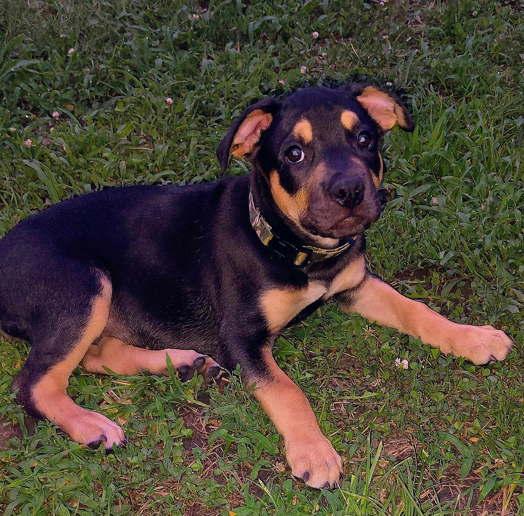 Hillbilly is registered to the contest to win money with this photo: puppy, dog, grass, outdoor, pet, animal, black, tan, collar, lying_down, cute, young, canine, nature, greenery, fur, ears, eyes, paw, portrait