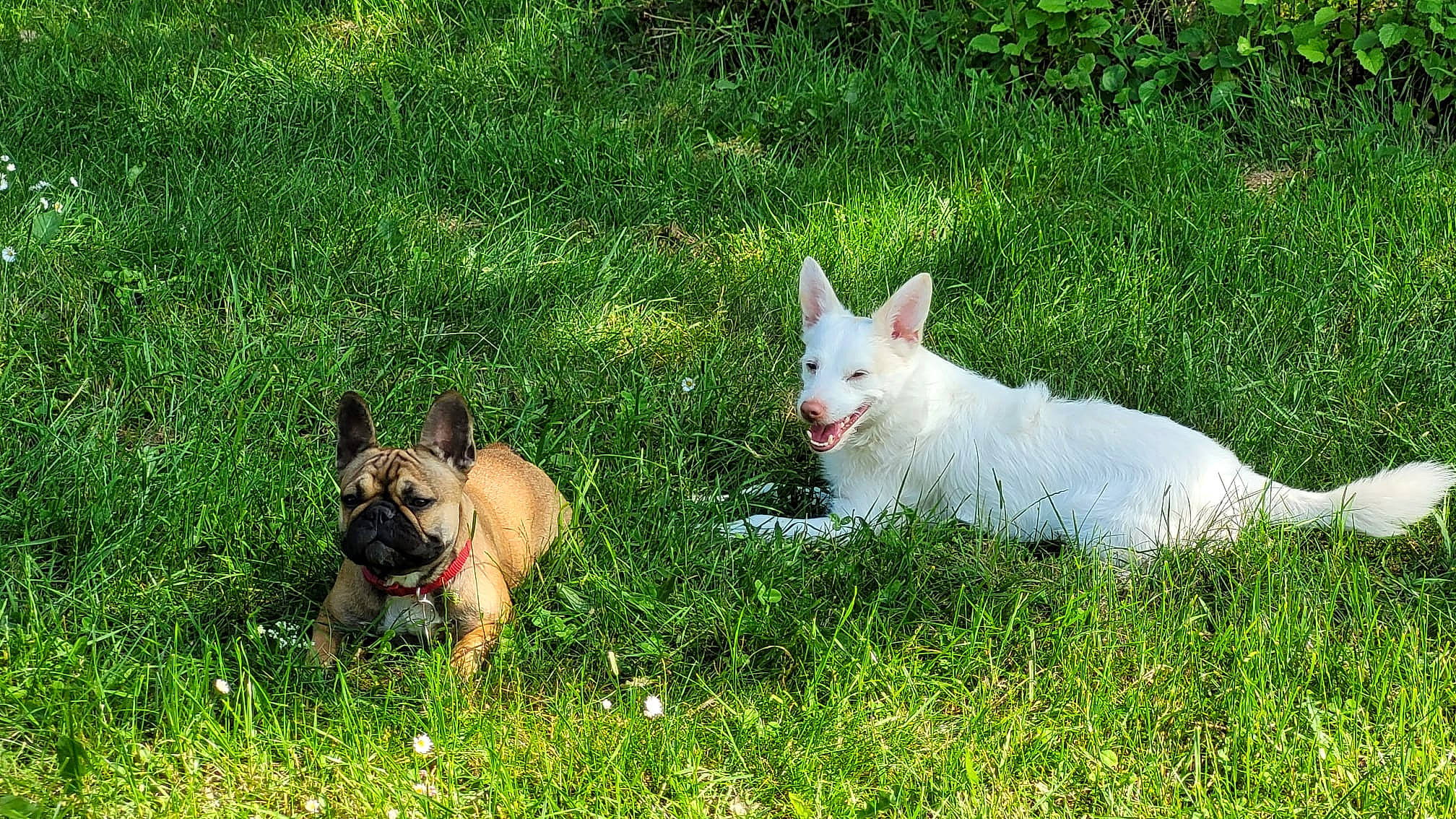 Opium participe au concours pour gagner de l'argent avec cette photo : canidae, carnivore, collar, companion_dog, dog, dog_breed, fawn, grass, grassland, herbaceous_plant, non_sporting_group, pasture, plant, snout, sporting_group, tail, terrestrial_animal, toy_dog, whiskers, wildlife