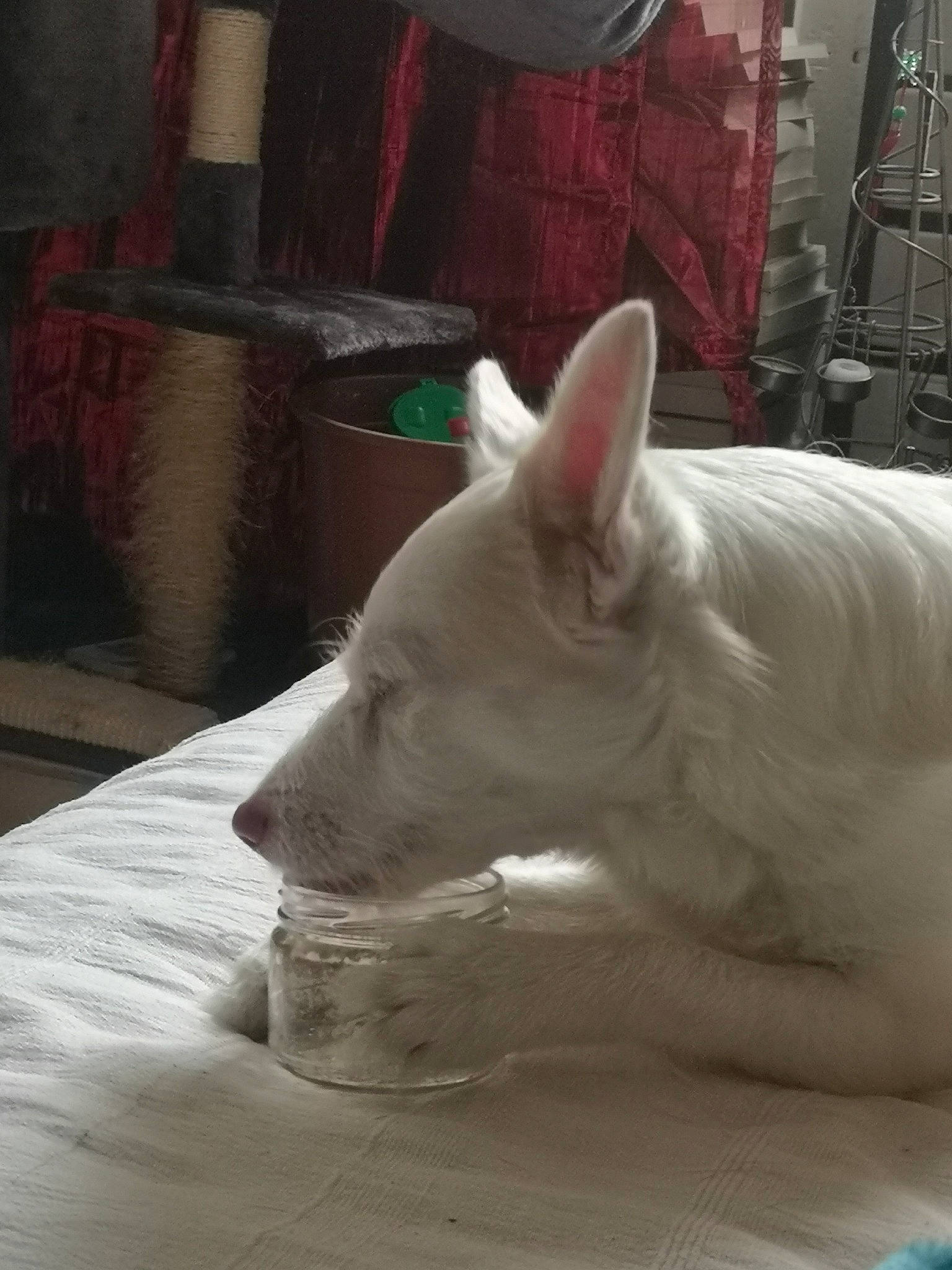 Opium participe au concours pour gagner de l'argent avec cette photo : carnivore, comfort, companion_dog, dog, dog_breed, ear, fawn, non_sporting_group, sculpture, small_terrier, snout, sporting_group, tail, terrestrial_animal, wood