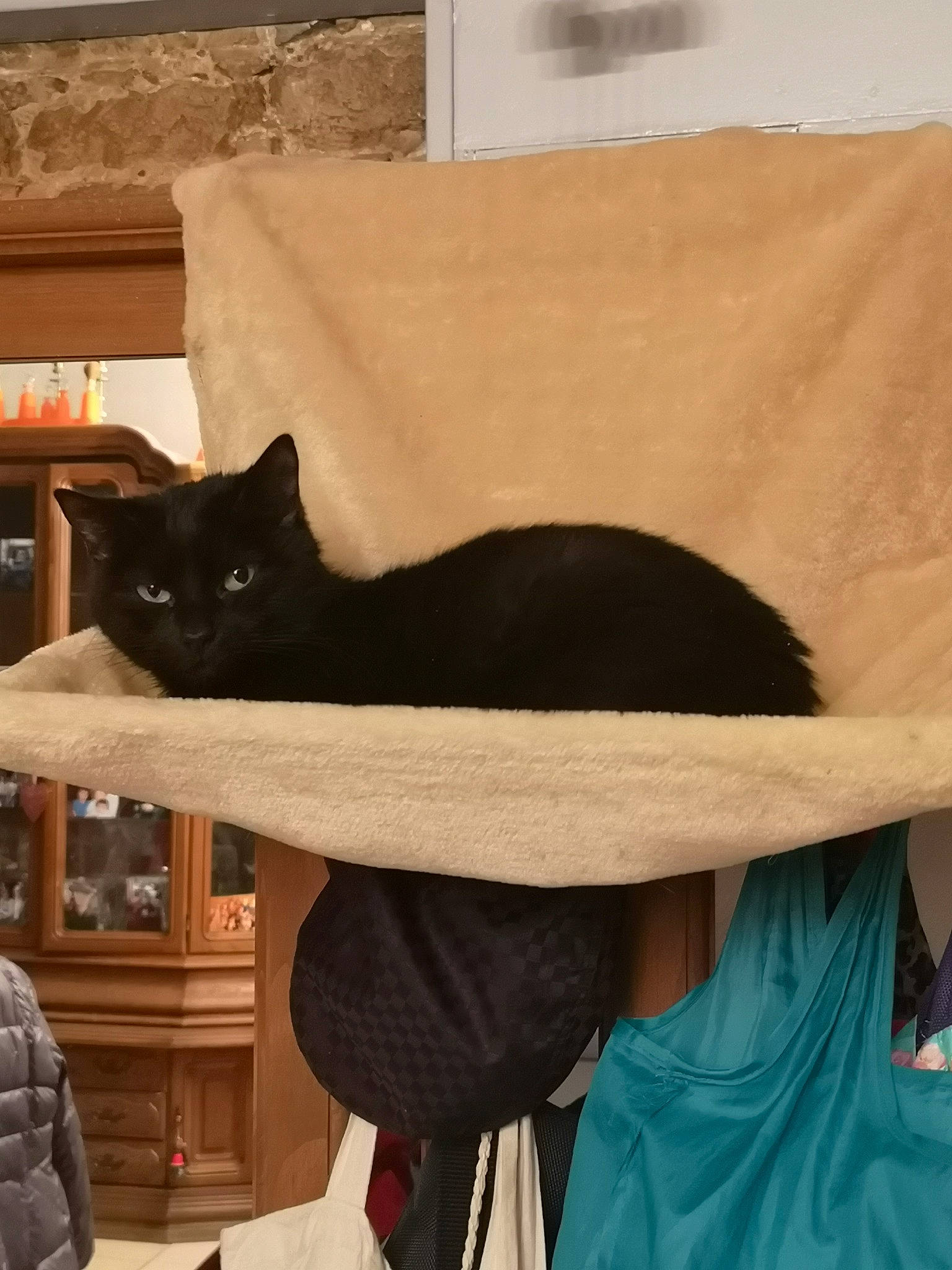 Juju a rejoint le concours — aidez-le/la à gagner de superbes lots ! black_cat, carnivore, cat, cat_supply, comfort, domestic_short_haired_cat, fashion_accessory, felidae, fur, hardwood, hat, linens, room, sleeve, small_to_medium_sized_cats, sombrero, tail, whiskers, wood, woolen