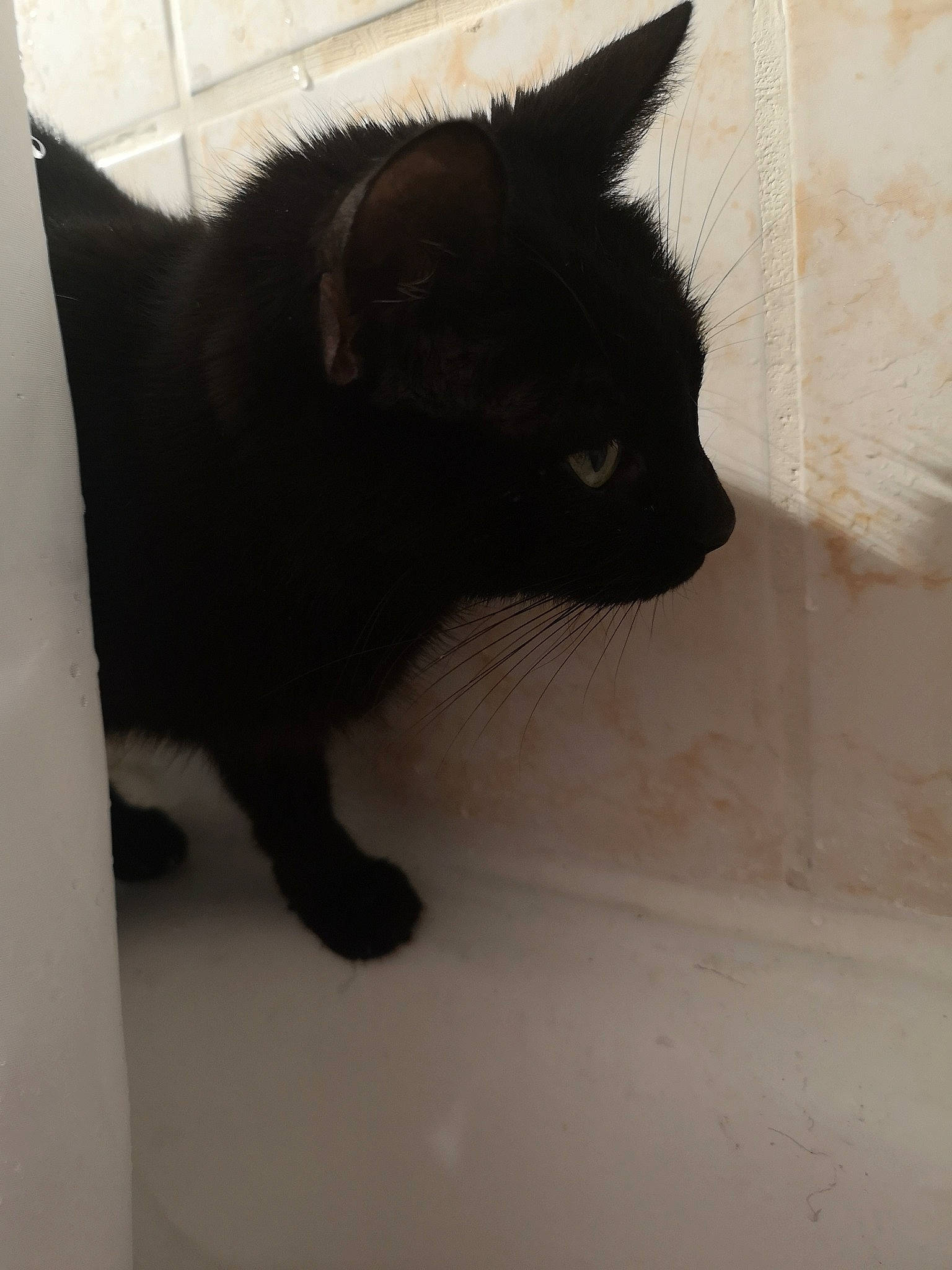 Juju participe au concours pour gagner de l'argent avec cette photo : black_cat, bombay, carnivore, cat, claw, domestic_short_haired_cat, felidae, flooring, fur, paw, small_to_medium_sized_cats, snout, tail, terrestrial_animal, whiskers