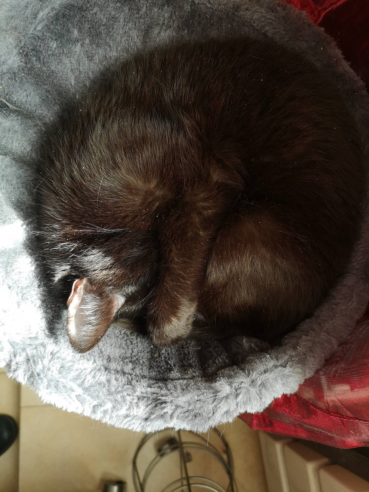 Juju participe au concours pour gagner de l'argent avec cette photo : carnivore, cat, claw, comfort, dog_breed, domestic_short_haired_cat, ear, felidae, fur, grey, liver, nap, sleep, small_to_medium_sized_cats, snout, sporting_group, tail, terrestrial_animal, whiskers, wool