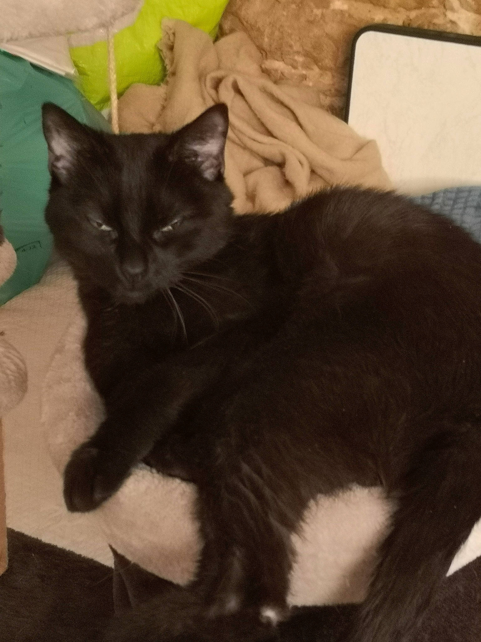 Juju a rejoint le concours — aidez-le/la à gagner de superbes lots ! black_cat, bombay, carnivore, cat, claw, comfort, domestic_short_haired_cat, eye, felidae, fur, havana_brown, lap, paw, sitting, small_to_medium_sized_cats, snout, tail, terrestrial_animal, whiskers