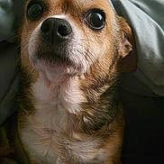 Zoe joined the competition — help win amazing prizes! dog, canine, pet, portrait, close_up, brown_and_white, short_hair, large_eyes, black_nose, sitting, blanket, bed, indoors, home, cozy, cute, animal, front_facing, natural_light, photography