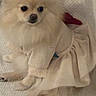 Chanel participe au concours pour gagner de l'argent avec cette photo : adorable, animal, blanket, clothing, companion, cozy, cute, dog, fashion, fluffy, fur, indoor, pet, pomeranian, portrait, sitting, skirt, small_dog, sweater, texture
