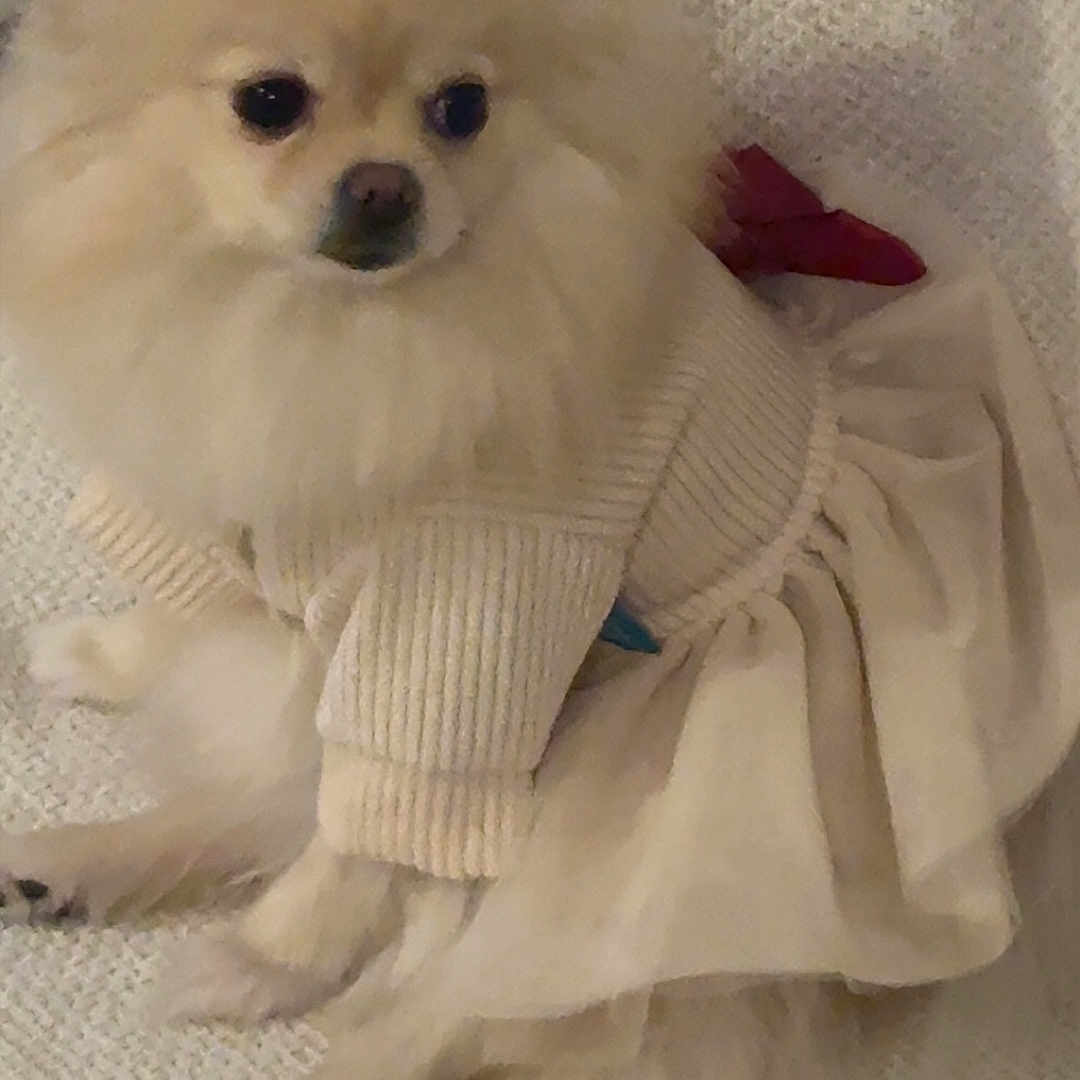 Chanel participe au concours pour gagner de l'argent avec cette photo : adorable, animal, blanket, clothing, companion, cozy, cute, dog, fashion, fluffy, fur, indoor, pet, pomeranian, portrait, sitting, skirt, small_dog, sweater, texture