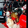 Chanel a rejoint le concours — aidez-le/la à gagner de superbes lots ! christmas_tree, cute, decorations, dog, festive, floor, fluffy, gift_bags, green, holiday_decor, holiday_season, indoor, ornaments, pine_cones, pomeranian, presents, red, red_balls, ribbons, white_dress