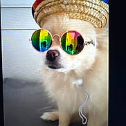 Chanel participe au concours pour gagner de l'argent avec cette photo : accessory, animal, closeup, colorful, cute, dog, domestic_animal, eyewear, fashion, fluffy, funny, hat, indoor, pet, portrait, rainbow, sitting, sombrero, sunglasses, white_dog