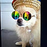 accessory, animal, closeup, colorful, cute, dog, domestic_animal, eyewear, fashion, fluffy, funny, hat, indoor, pet, portrait, rainbow, sitting, sombrero, sunglasses, white_dog