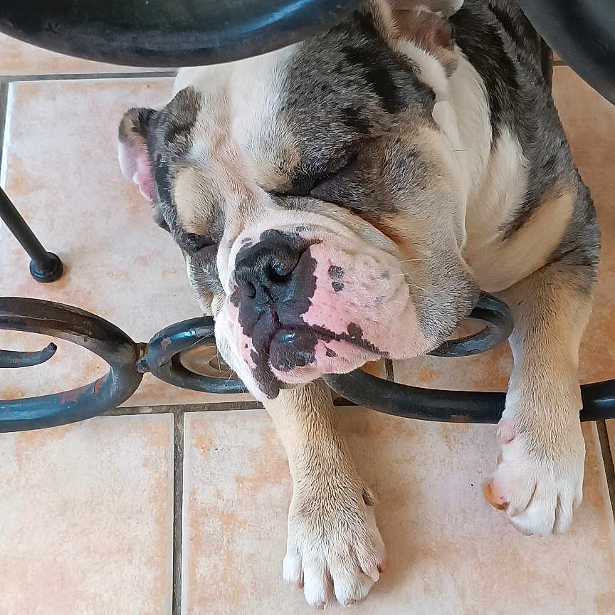 Harvey