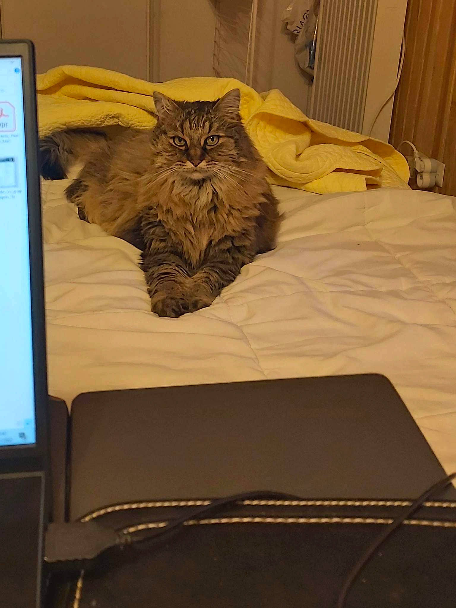 Toffee participe au concours pour gagner de l'argent avec cette photo : art, bed, bed_frame, bedding, cat, comfort, curtain, display_device, felidae, flooring, fur, hardwood, linens, room, shade, sleeve, small_to_medium_sized_cats, terrestrial_animal, visual_arts, wood