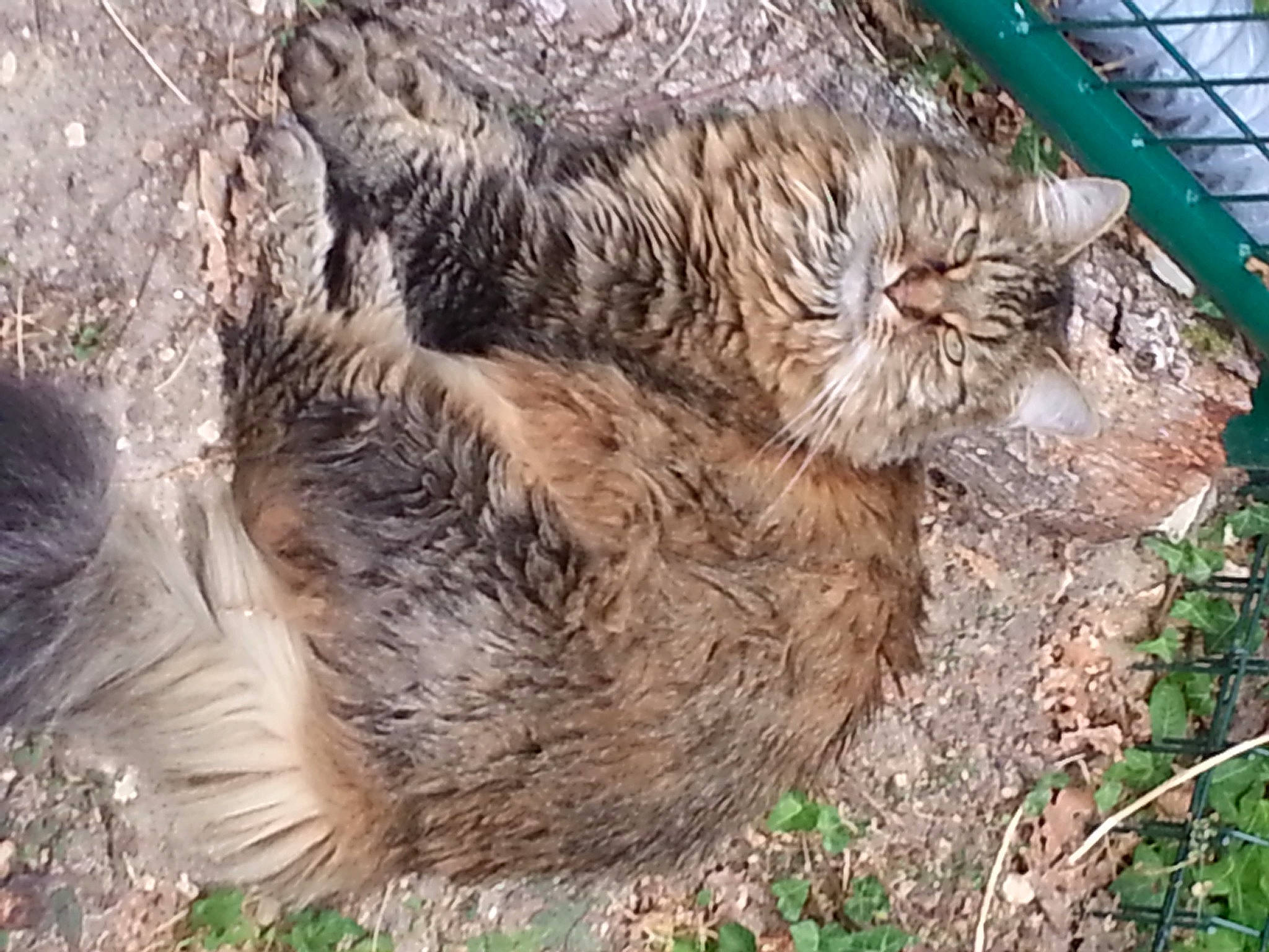 Toffee a rejoint le concours — aidez-le/la à gagner de superbes lots ! beak, bird, chicken, feather, flightless_bird, fur, galliformes, grass, livestock, natural_material, phasianidae, plant, poultry, soil, tail, terrestrial_animal, trunk, wildlife, wood
