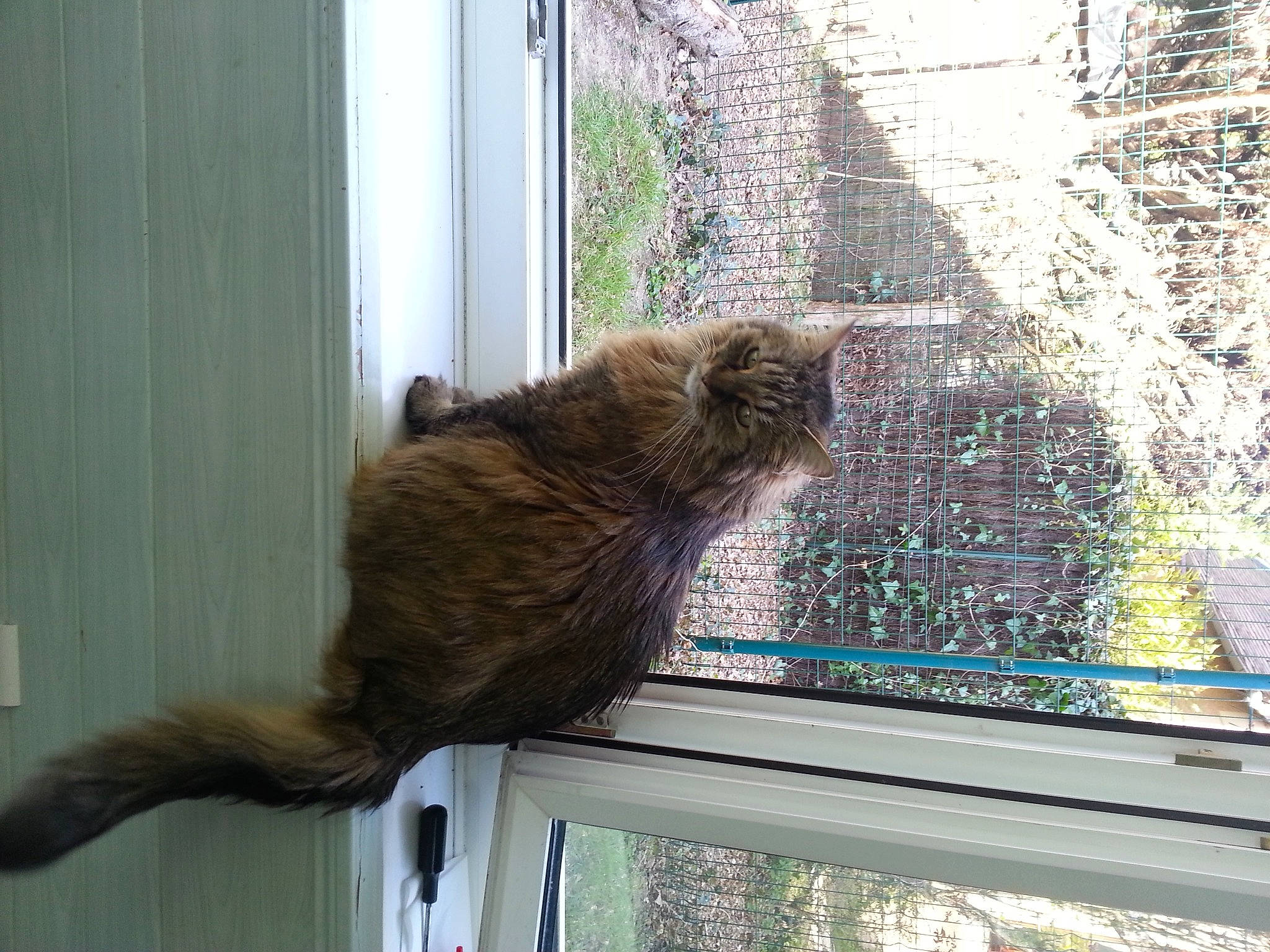 Toffee a rejoint le concours — aidez-le/la à gagner de superbes lots ! brown, carnivore, cat, claw, domestic_short_haired_cat, fawn, felidae, fur, liver, mammal, plant, small_to_medium_sized_cats, sporting_group, tail, terrestrial_animal, vertebrate, whiskers, wildlife, window, wood