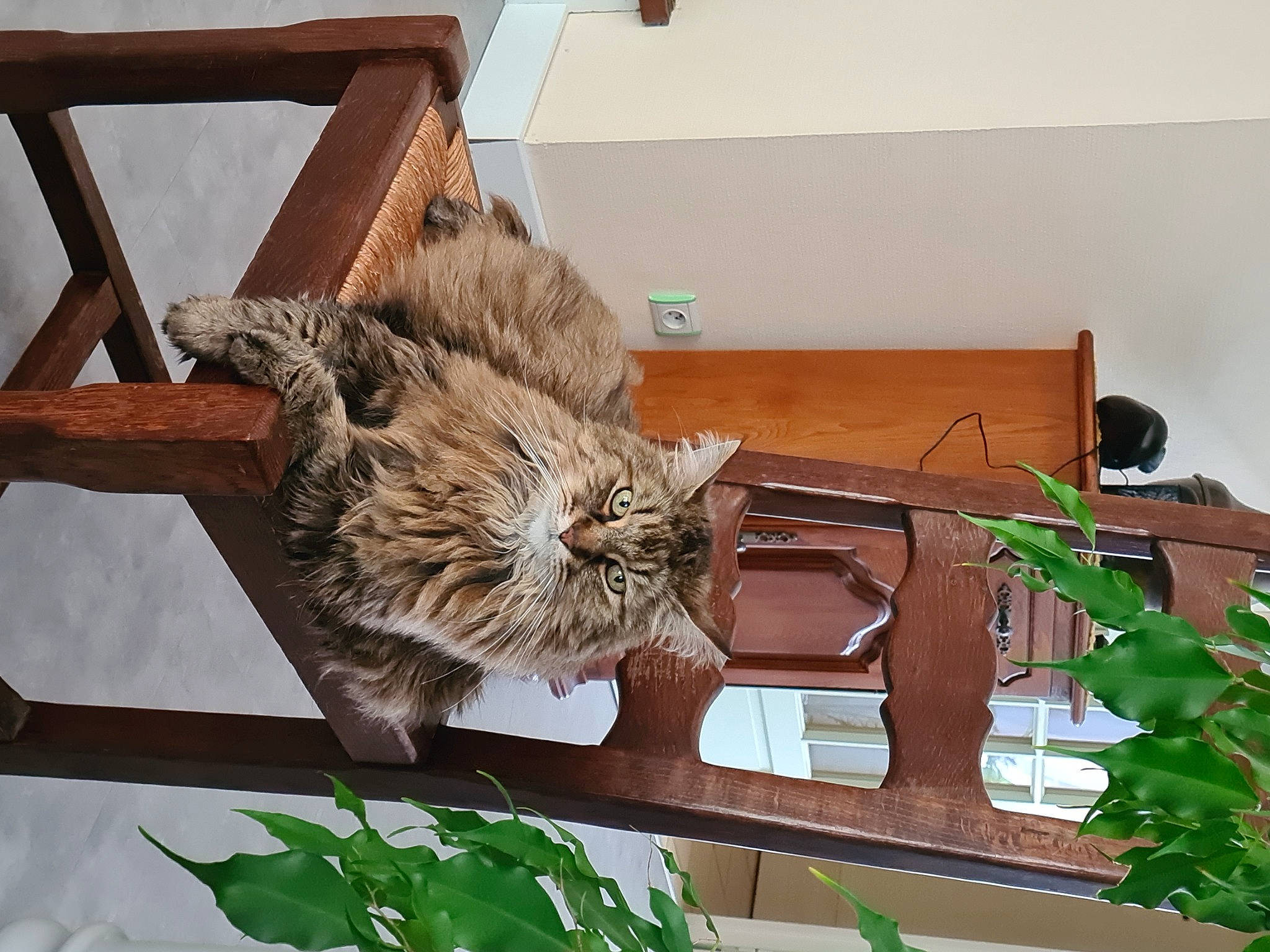 Toffee a rejoint le concours — aidez-le/la à gagner de superbes lots ! carnivore, cat, domestic_short_haired_cat, felidae, flowerpot, fur, hardwood, herb, house, houseplant, metal, plant, room, small_to_medium_sized_cats, tail, terrestrial_animal, whiskers, wood