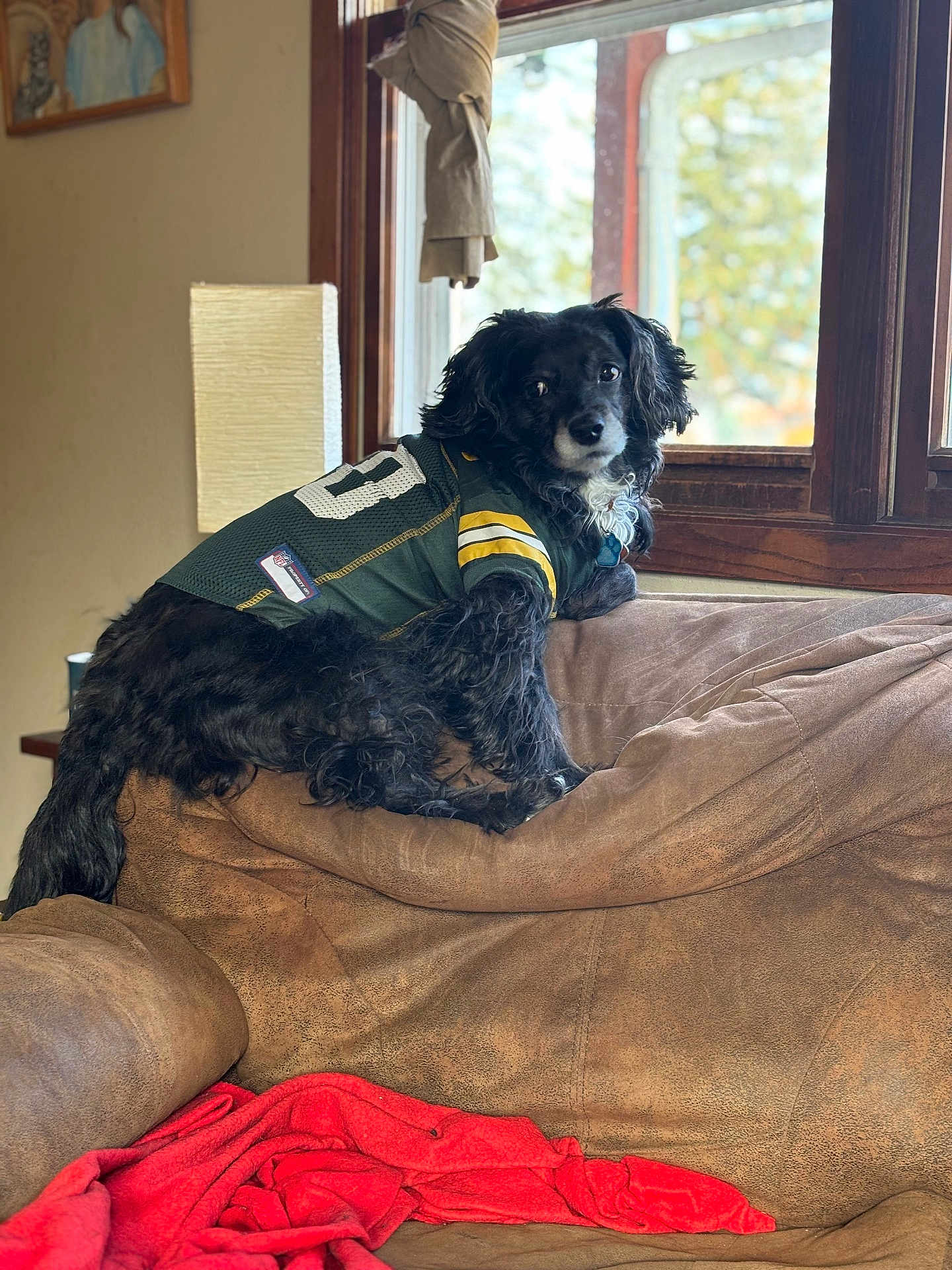 Cubby is registered to the contest to win money with this photo: dog, black_dog, jersey, green_jersey, yellow_stripes, couch, brown_couch, red_blanket, window, curtains, indoor, pet, animal, furniture, living_room, cozy, relaxed, looking, fur, portrait
