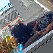 Chanel participe au concours pour gagner de l'argent avec cette photo : cat, black_cat, window, decor, statue, glass, sunlight, indoor, furniture, animal, pet, relaxing, fluffy, curtains, table, ornament, resting, cozy, household, daylight