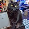 Chanel participe au concours pour gagner de l'argent avec cette photo : cat, black_cat, yellow_eyes, fluffy, indoor, tablecloth, kitchen, living_room, furniture, television, utensils, curious, pet, sitting, close_up, domestic, cozy, home, animal, cute