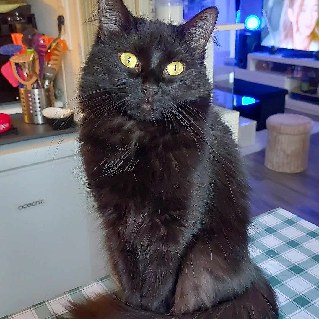 Chanel participe au concours pour gagner de l'argent avec cette photo : cat, black_cat, yellow_eyes, fluffy, indoor, tablecloth, kitchen, living_room, furniture, television, utensils, curious, pet, sitting, close_up, domestic, cozy, home, animal, cute