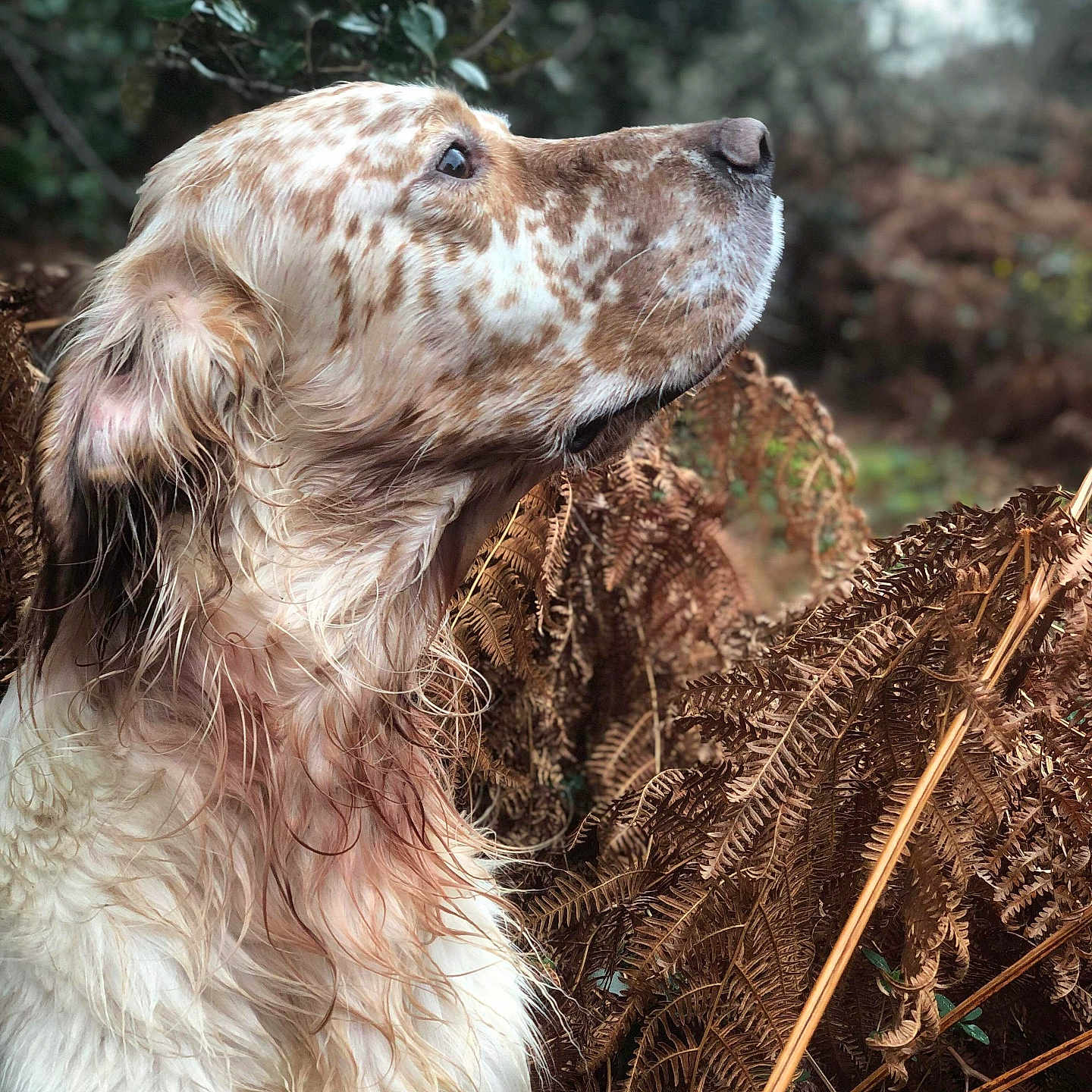 Uno a rejoint le concours — aidez-le/la à gagner de superbes lots ! animal, canine, cockerspaniel, dog, face, goldenretriever, head, herbal, herbs, hound, nature, outdoors, person, pet, plant, pointer, puppy, snout, snow