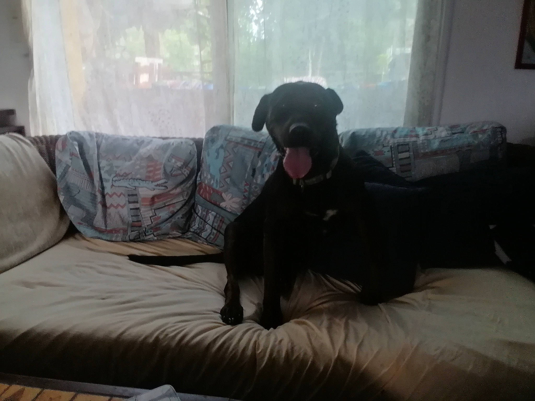 Harry participe au concours pour gagner de l'argent avec cette photo : canidae, carnivore, comfort, companion_dog, couch, dog, dog_breed, fawn, floor, flooring, fur, grey, hardwood, home, living_room, sofa_bed, sporting_group, studio_couch, window, working_animal