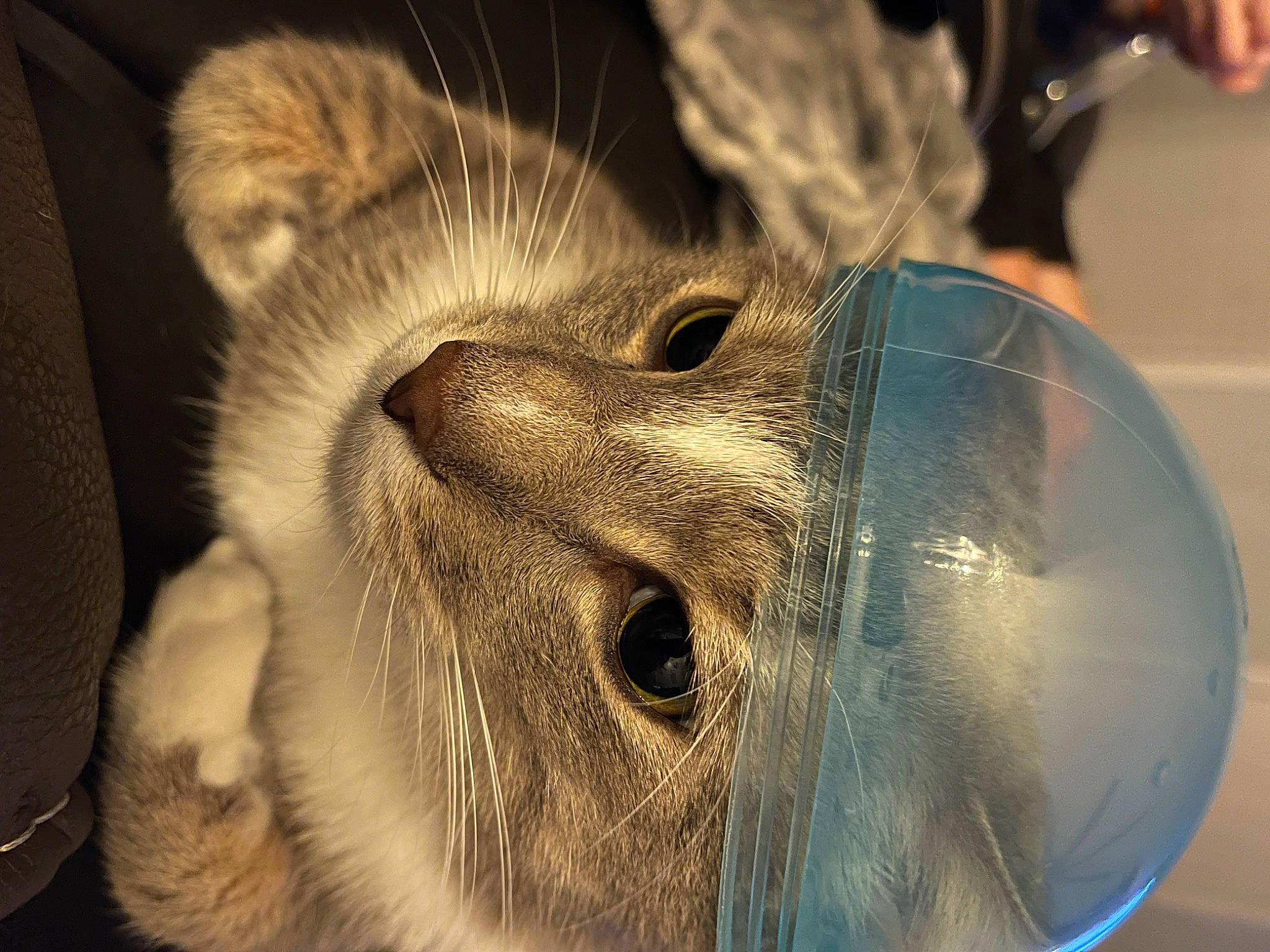 Smokey joined the competition — help win amazing prizes! carnivore, cat, circle, claw, close_up, domestic_short_haired_cat, electric_blue, felidae, fur, macro_photography, metal, paw, small_to_medium_sized_cats, snout, tail, terrestrial_animal, whiskers, wildlife